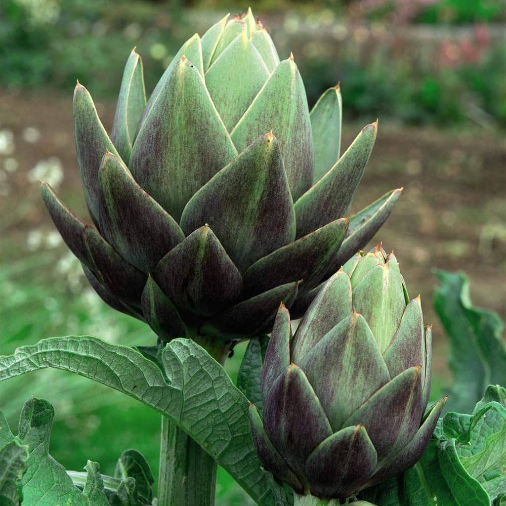 Artichoke Seeds 'Green Globe Improved' Hardy Perennial Vegetable Garden Plants Easy to Grow Your Own 1 Packet of 40 Seeds by Thompson and Morgan