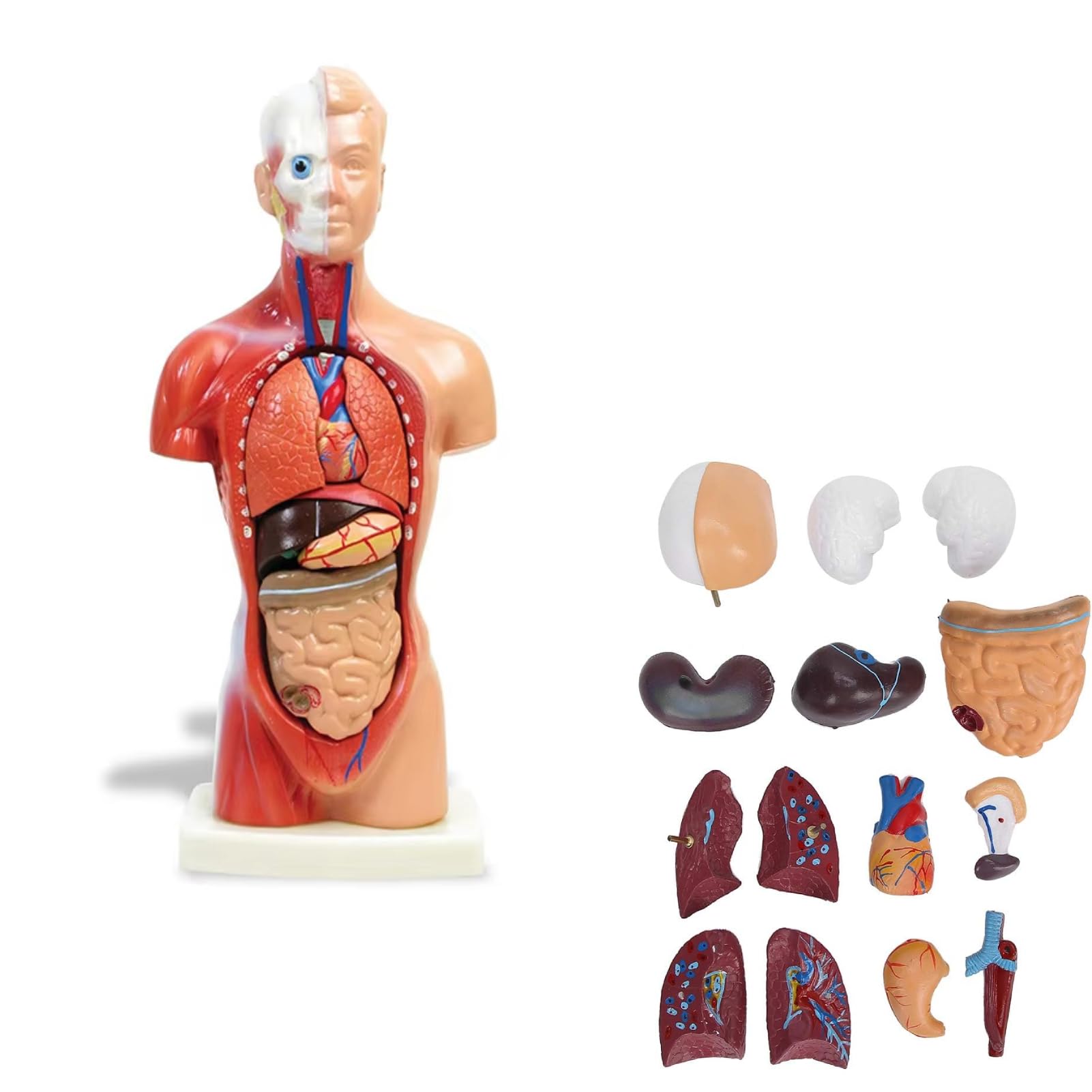 Esqueleto Humano Educativo Modo De Cuerpo Humano, Modelo Humano Extraíble  De 17 Piezas, Anatomía Del Torso Humano Con Modelo De Esqueleto De Vísceras  Del Corazón Para Niños, Her , Modelos Modelos De, image size:1601x1601