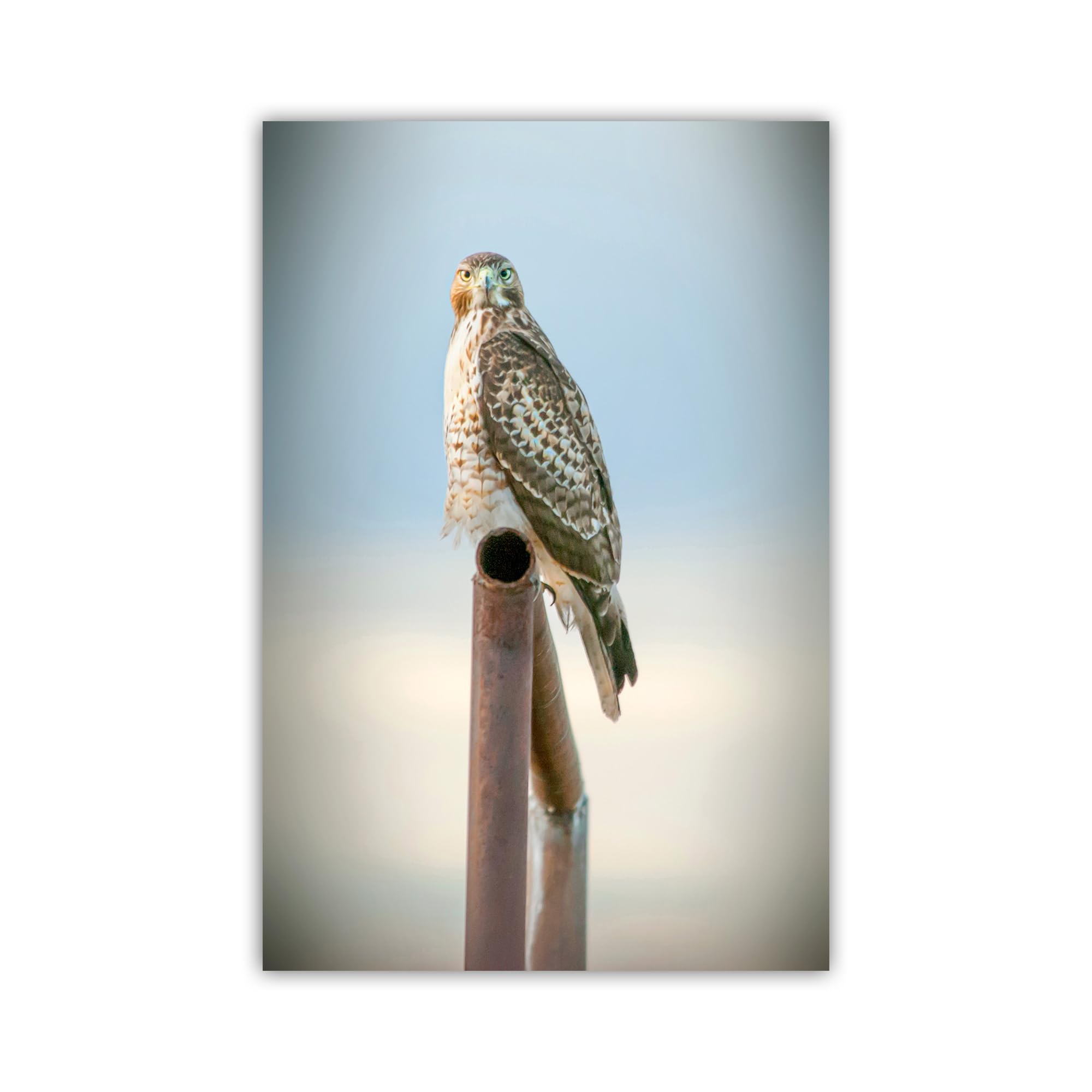 Red Tail Hawk Art Photography Print | Minimalist Bird Wildlife Decor for Home | Tucson Arizona Birds