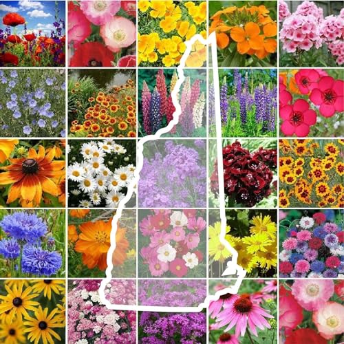 Eden Brothers New Hampshire Wildflower Mixed Seeds for Planting, 1/4 lb, 120,000+ Seeds with Cosmos, Lupine | Attracts Pollinators, Plant in Spring or Fall, Zones