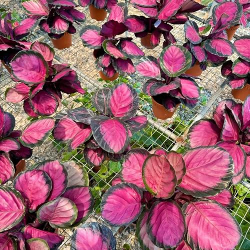 semillas de calathea - arrurruz - invierno para jardín perennes resistentes de interior resistentes 80pcs