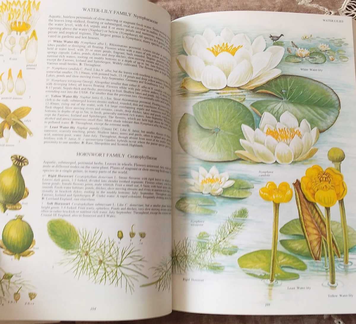 Amazon.co.jp: レア洋書 大型本 イギリスと北ヨーロッパの植物 The  