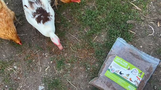 Invers : Vers De Farine Déshydratés Pour Poules Et Oiseaux