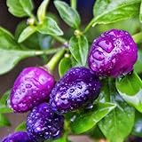 Seeds es el set de paquete. Portal Cool 25 Purple Marconi pimienta dulce grande para freír italiano Capsicum annuum Semillas + regalo