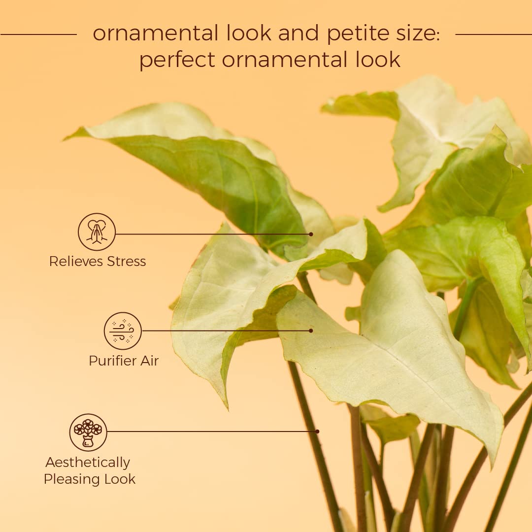 Kyari Syngonium Pixie - White Indoor Plant -3