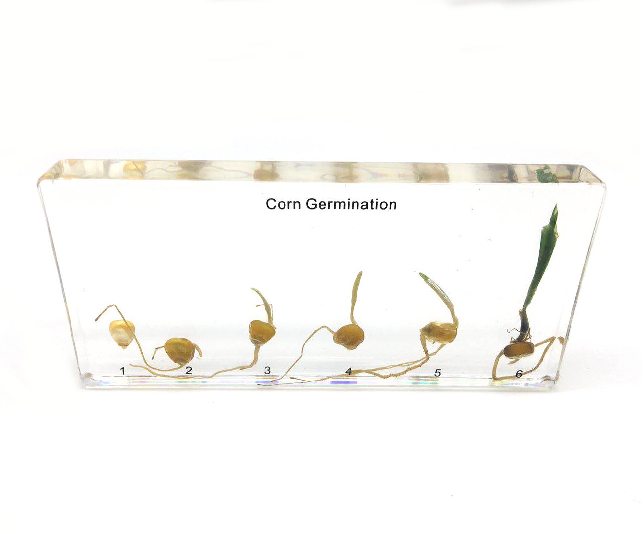 Corn Germination in Acrylic Block Lifecyle of Corn Biology Science Classroom Specimens (Corn Germination)