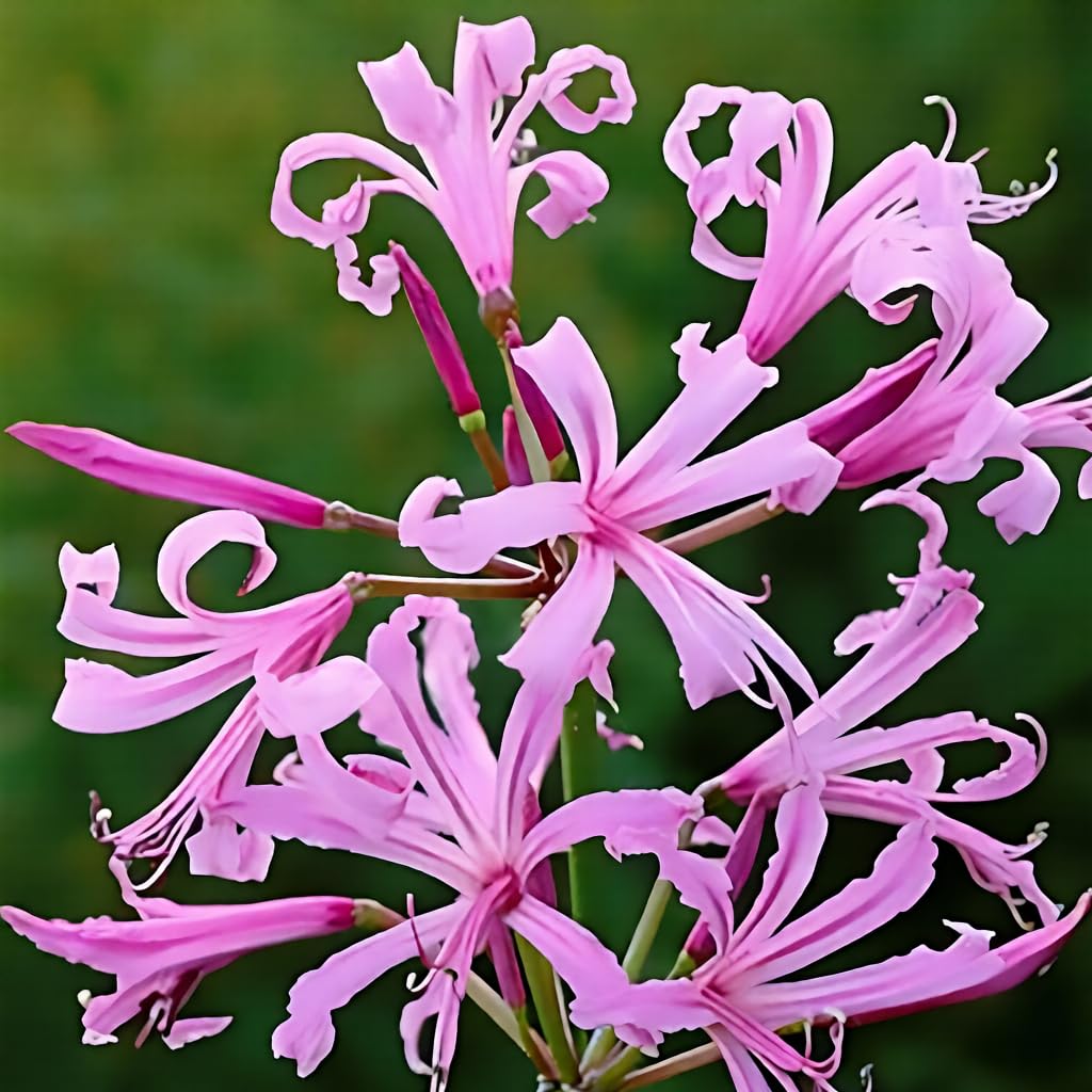 2/3 / 6 Nerine Bowdenii Garden Bulbs Guernsey Lily Autumn Pink Flower Perennial Corms (6 Bulbs)