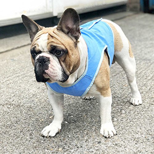 Kühlweste für kleine mittlere und große Hunde von Zunea, atmungsaktiv, Kühljacke für den Sommer, weich, Anti-Hitze, Kühlmantel für Aktivitäten draußen, Wandern, Training blau M
