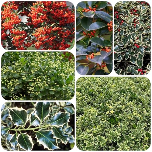 semillas de árboles resistentes al invierno Plantas medicinales floreciente plantas verdes sostenible flores flores de arbustos ornamentales Serie de 400pcs