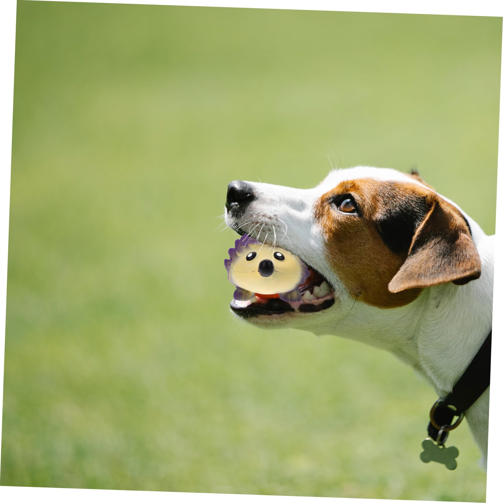 HANABASS 5stücke Squeaky Latex Hundespielzeug Für Kleine Und Mittelgroße Hunde Interaktives Kauspielzeug Zahnpflege Langlebig Und Beißfest Für Spiel Und Training