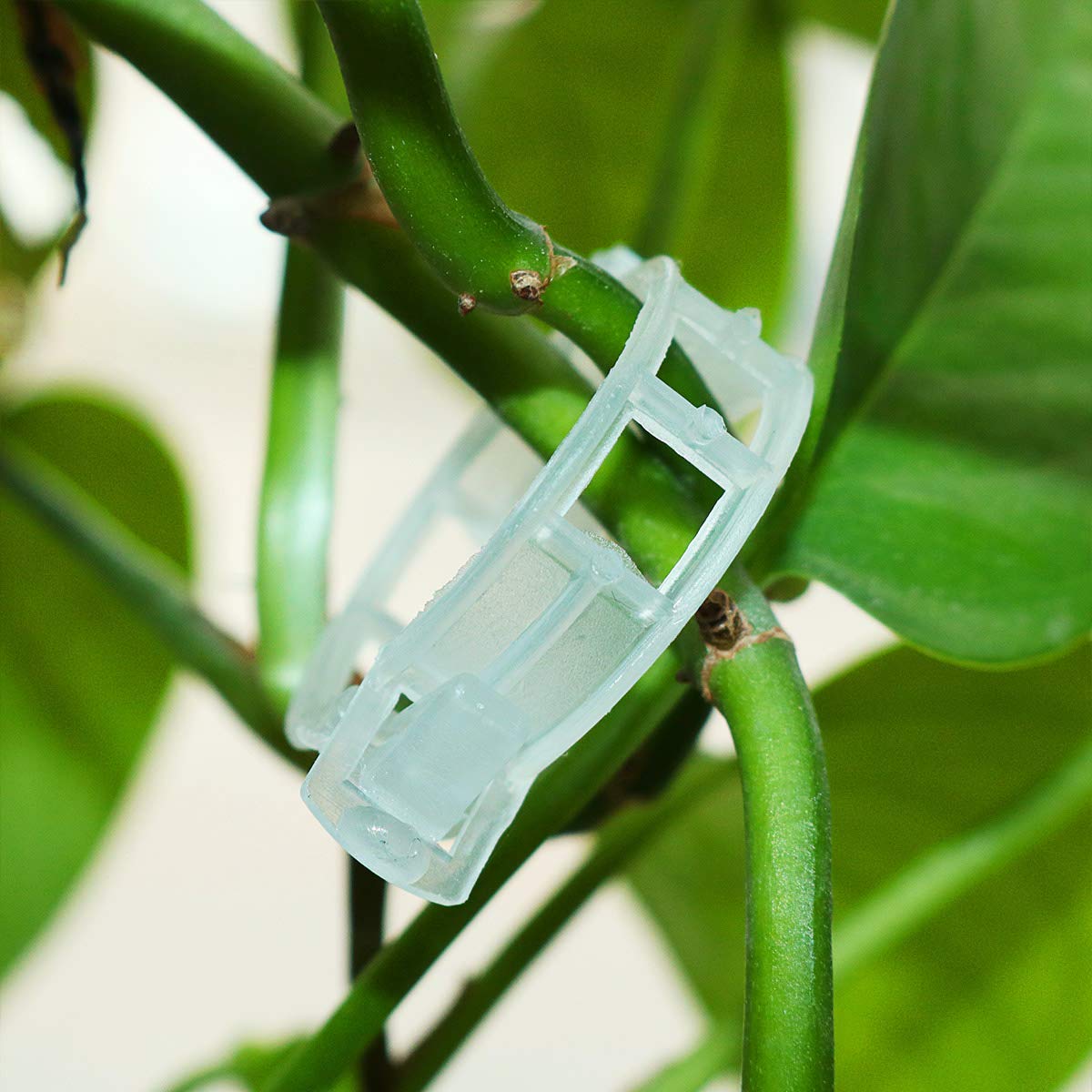 200 Clip Di Supporto Per Piante Da Giardino – Riavvolgibili E Riutilizzabili Per Pomodori, Cetrioli, Viti (Verde)