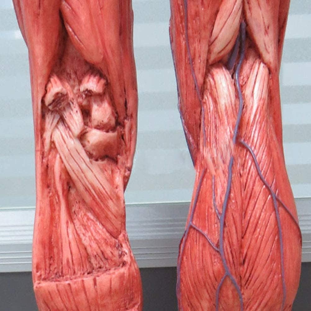 Modello di anatomia muscolare, sistema muscolare umano dettagliato per l'educazione medica e lo studio di fisiologia