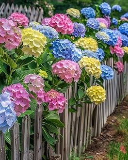 Aiden Gardens Super Bushy Hydrangea macrophylla Multicolor |1 Live Healthy Plant |Reblooming Bigleaf Hydrangea Shrub | Perfect for Containers Indoor/Outdoor Home Gardening
