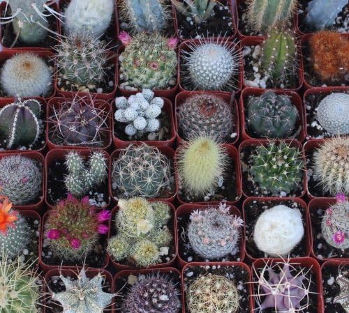 5 Hermosa colección de cactus única de Jmbamboo