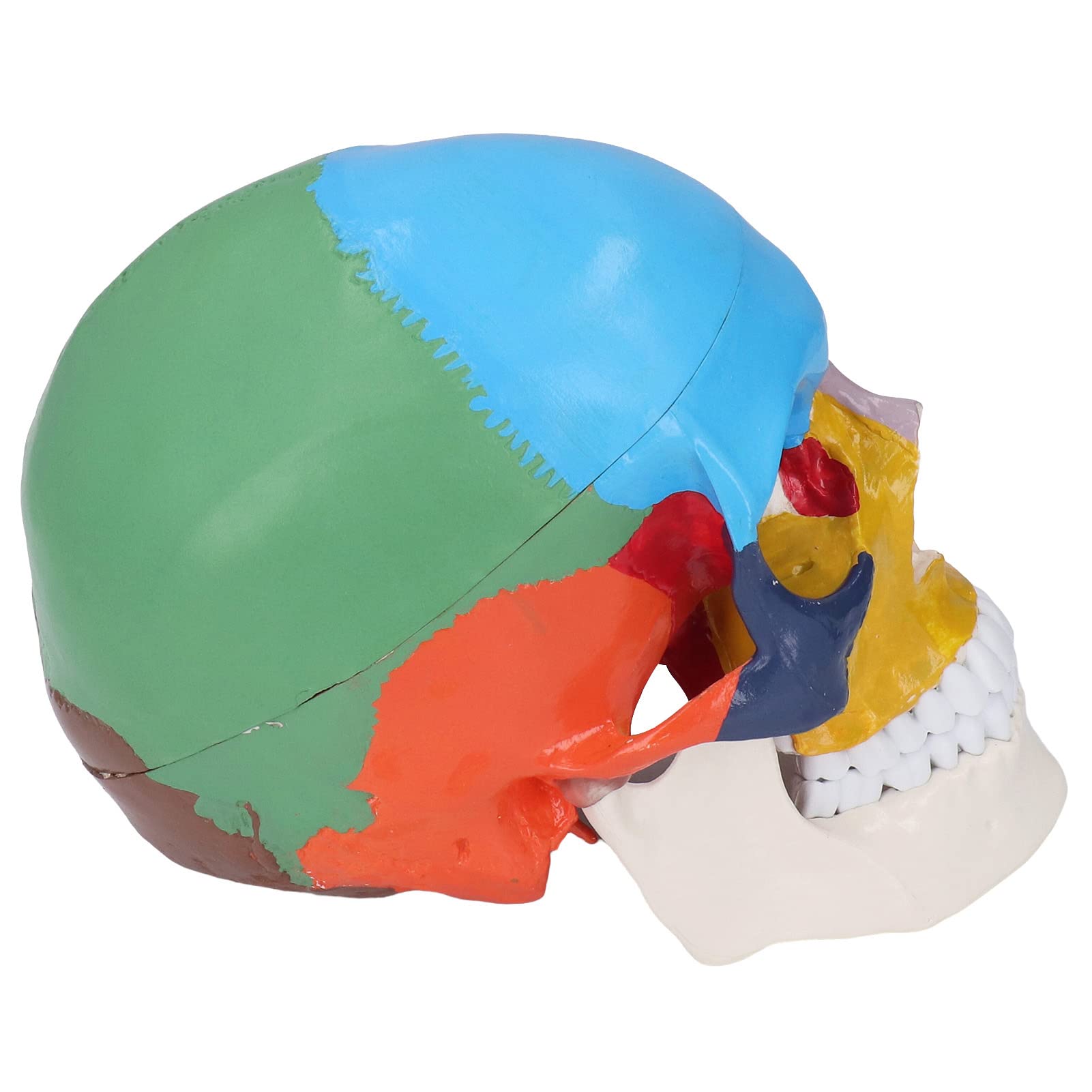 SRTK Skull Model, Easy Observation Educational Skull Anatomical Model Detachable for Student for Learning