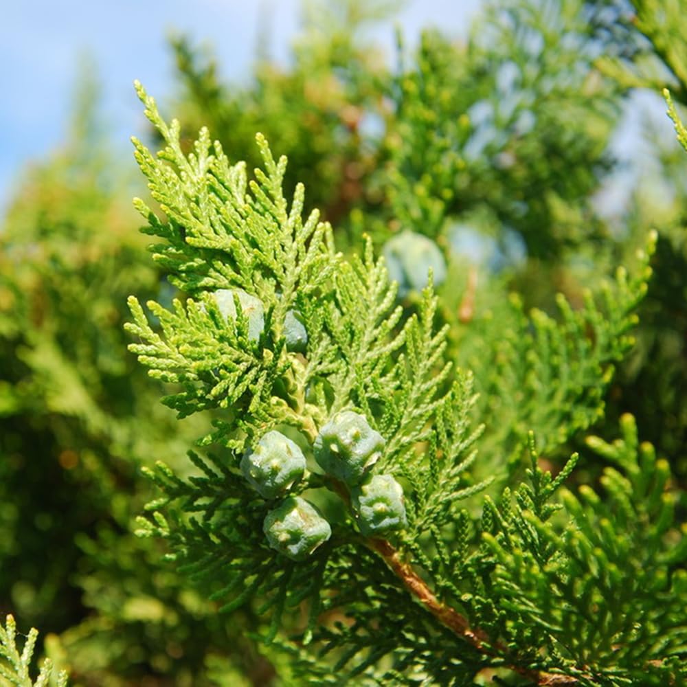 50 pcs lebensbaum samen, Thuja occidentalis, alte sorten,  balkongewchshuser Heckenpflanze exotische pflanzen samen, garten pflanzen  zimmerpflanze, bodendecker winterhart mehrjhrig : Amazon.de: Garten