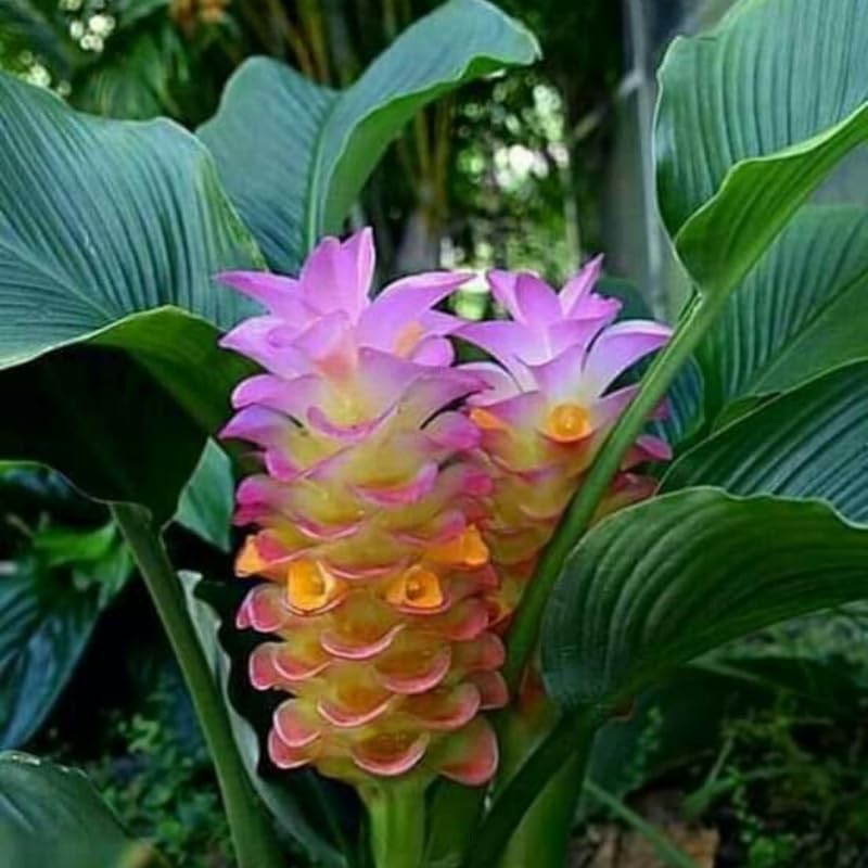 UIOTER Curcuma Turmeric Plant