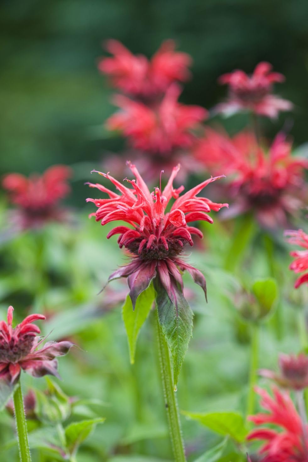 35+ Seeds- Bee Balm Flower Seeds - Natural Insect Repellent - Grow Year Round - All India (B0C8JYVGFS) Amazon Price History, Amazon Price Tracker