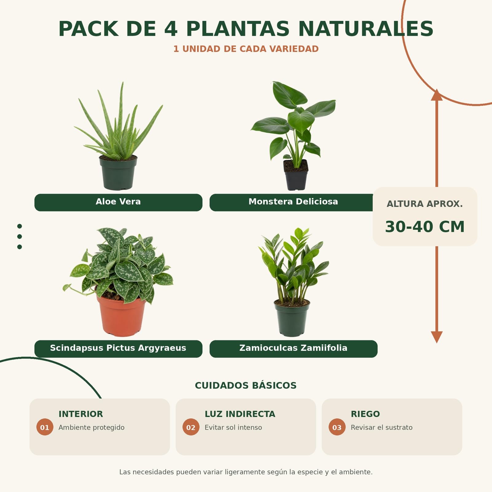 DECOALIVE Pack 4 Plantas de Interior para Distintos Tonos de Verde