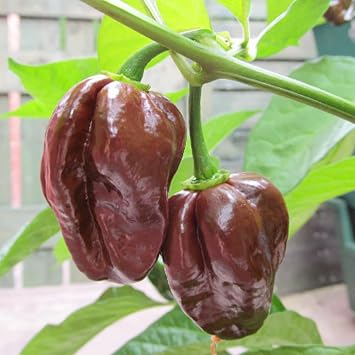 20 Chocolate Scotch Bonnet Pepper Seeds for Planting, Heirloom Hot Pepper Variety
