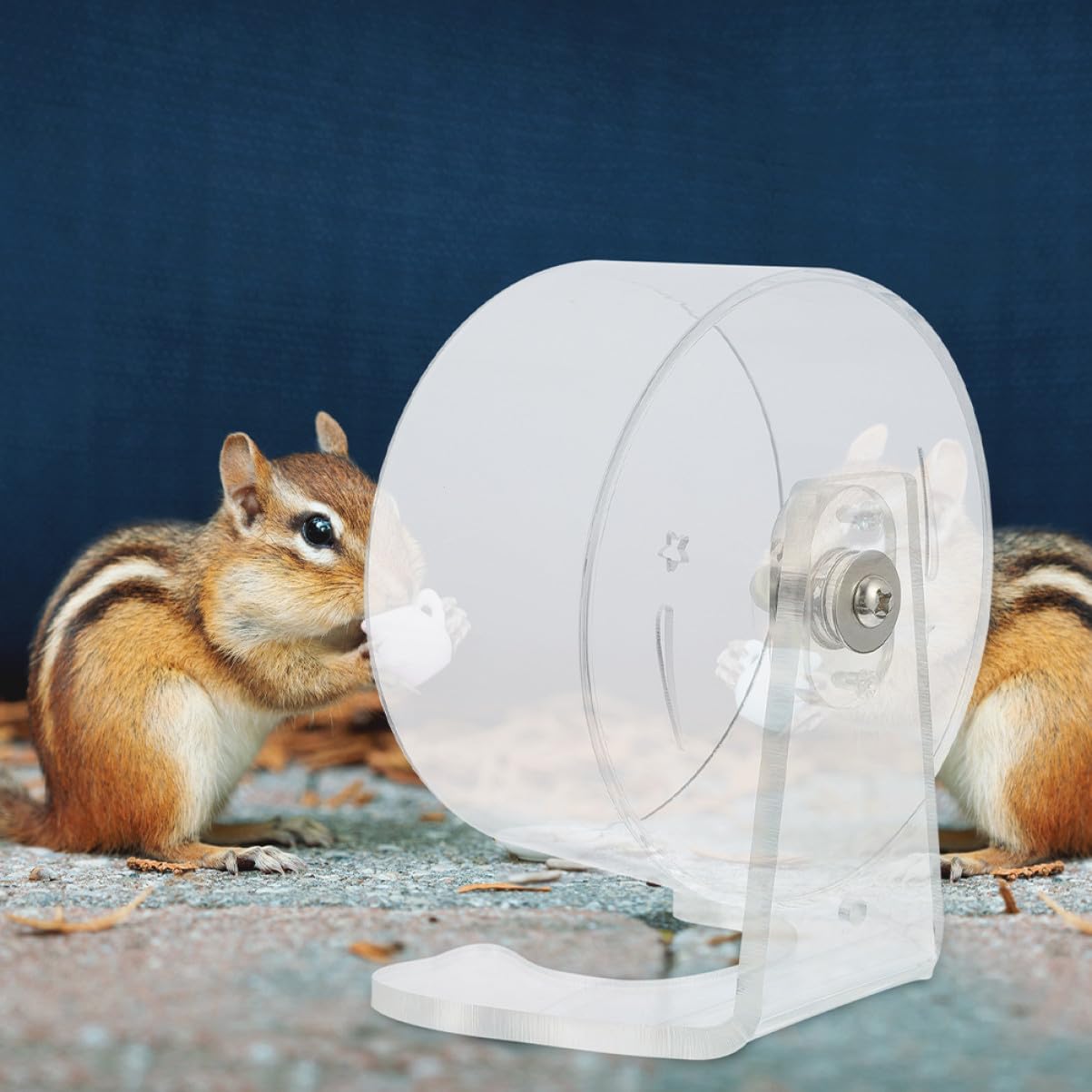 Rueda para Hámster Silenciosa con Soporte Rueda de Ejercicio Transparente para Roedores Pequeños Instalación Fácil Duradera y Versátil para Jaulas Pequeñas