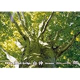 virtual trip 白神 (低価格版) [DVD]