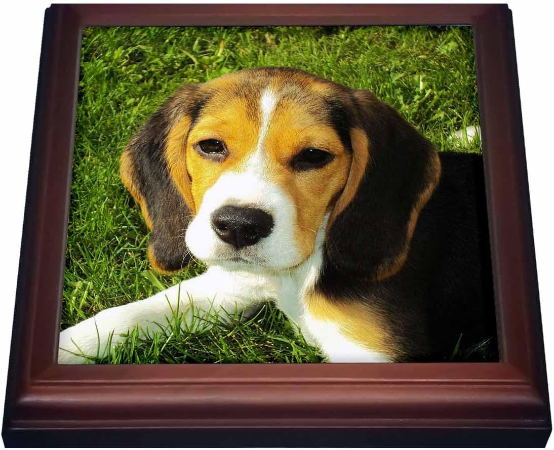 3dRose Beagle Trivet with Tile, 8 by 8"