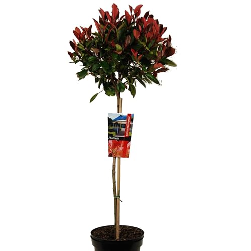 Photinia oder Glanzmispel auf Stamm 80-100 cm