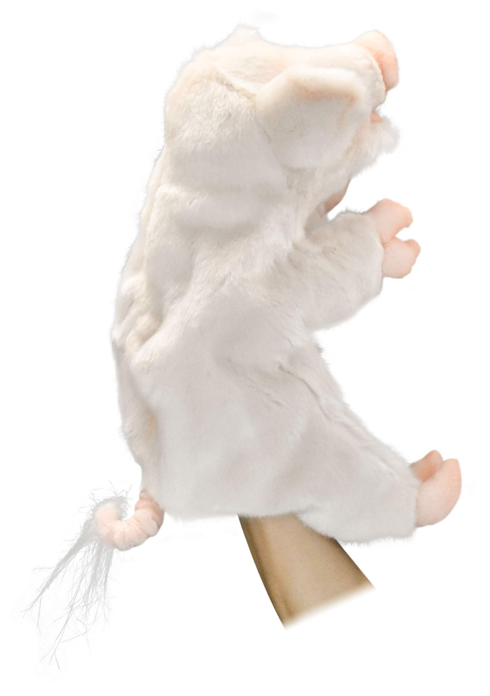 Hansa Animal