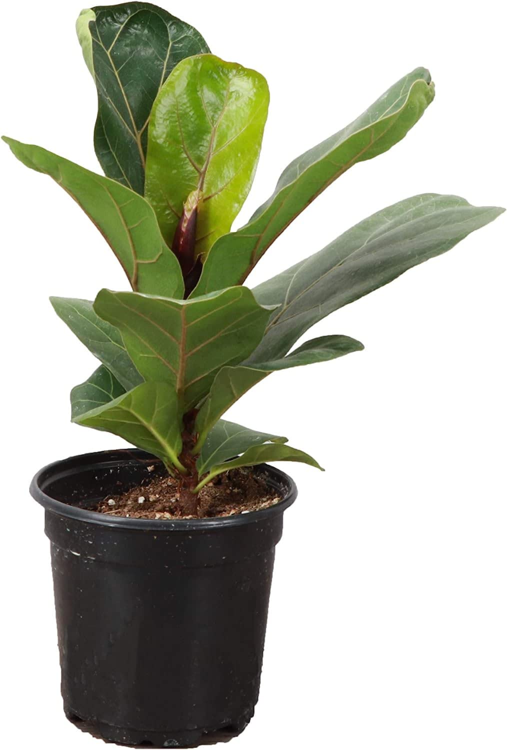CAPPL Live Low Maintenance Ficus Lyrata | Fiddle Leaf Fig Indoor Plant With Pot (B0BHLBKMX9) Amazon Price History, Amazon Price Tracker