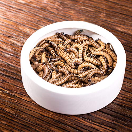 2 peças de lagarta rastejante animal de estimação anti-escape Cerâmica Bacia de alimentos Camarão Pr