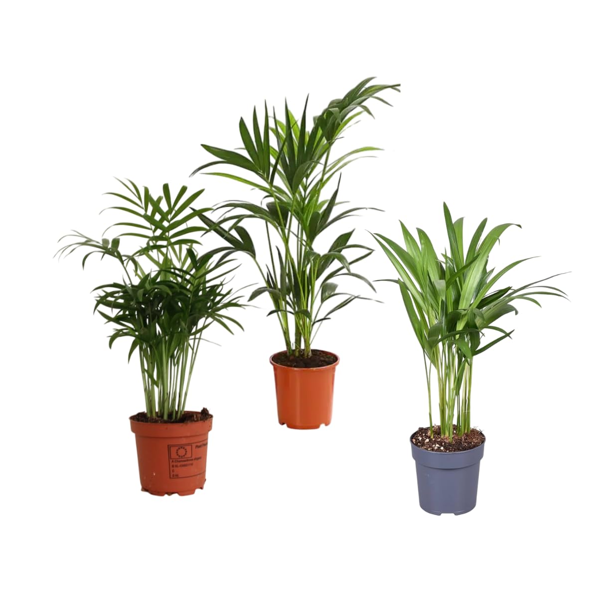 Verdecora Pack de 10 Plantas Naturales en maceta de Ø9cm | Selección Aleatoria de Especies Exóticas y Decorativas | Ideal para Interior y Exterior