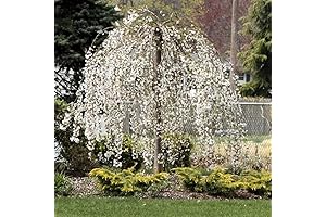 Weeping Cherry Blossom Tree in Pot: Petite Beauty for Your Garden