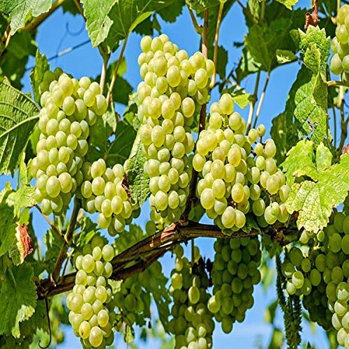 Plant House Seedless Grape Plants (Pack Of 2) - Live Plants With Pots" (B08P6WTZCF) Amazon Price History, Amazon Price Tracker