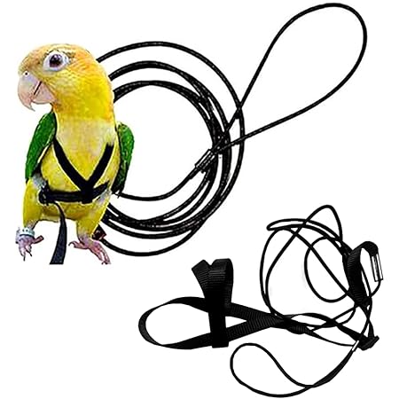 bird harness petsmart