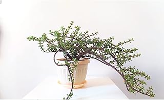 طقم أصيص بلون بيج من ماونتن فيو - أصيص مقاس 25 سم لديكور المكاتب وإكسسوارات المطبخ وديكور المنزل - نباتات داخلية طبيعية - نباتات صبار طبيعية ونباتات عصارية