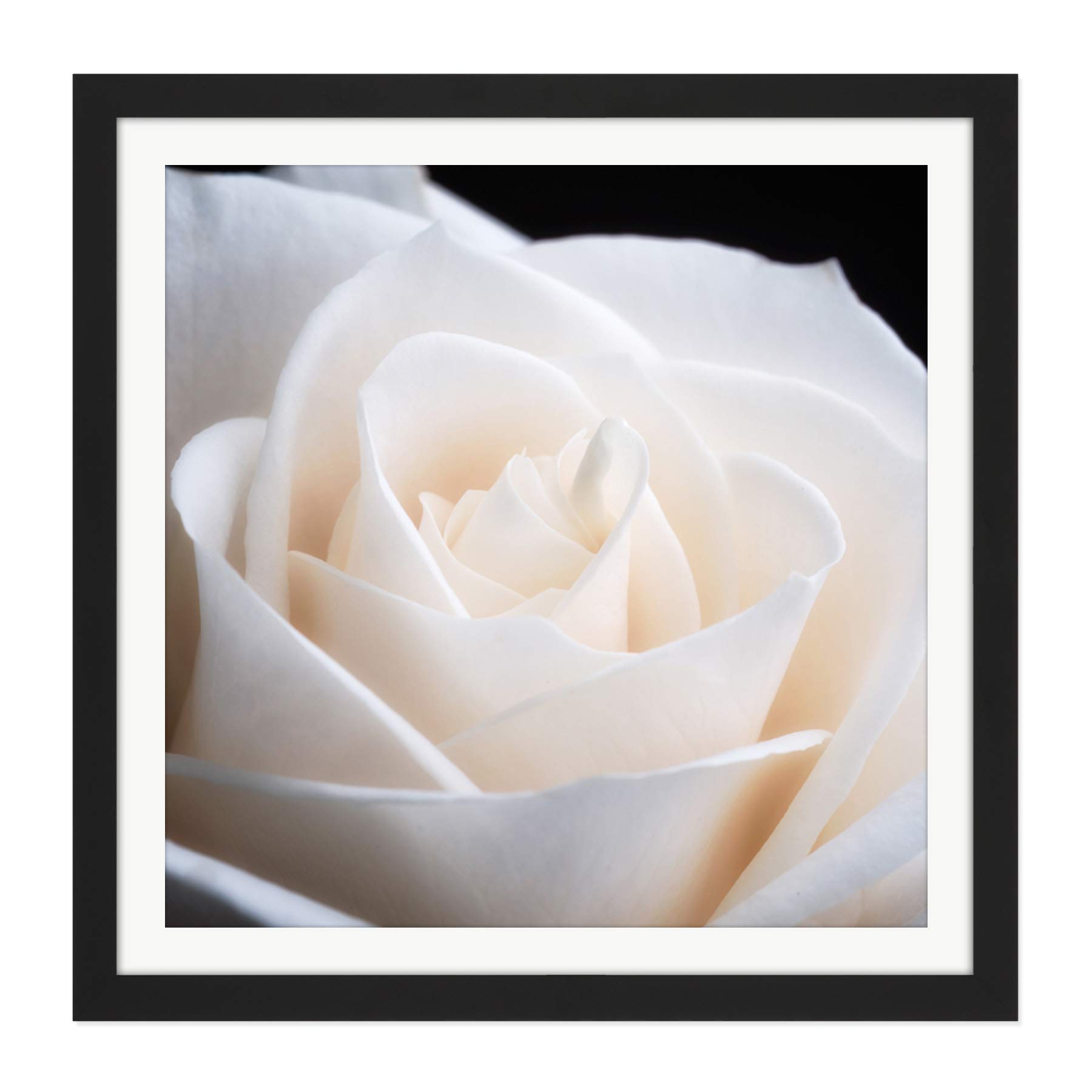 DeSousa White Rose Flower Photo Square Wooden Framed Wall Art Print Picture 16X16 Inch (3pcs) 