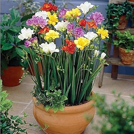 Amazon 種子 50pcsのミックスフリージア種子蘭種子美しい白い花の鉢植え新鮮な種子 アートワーク ポスター オンライン通販