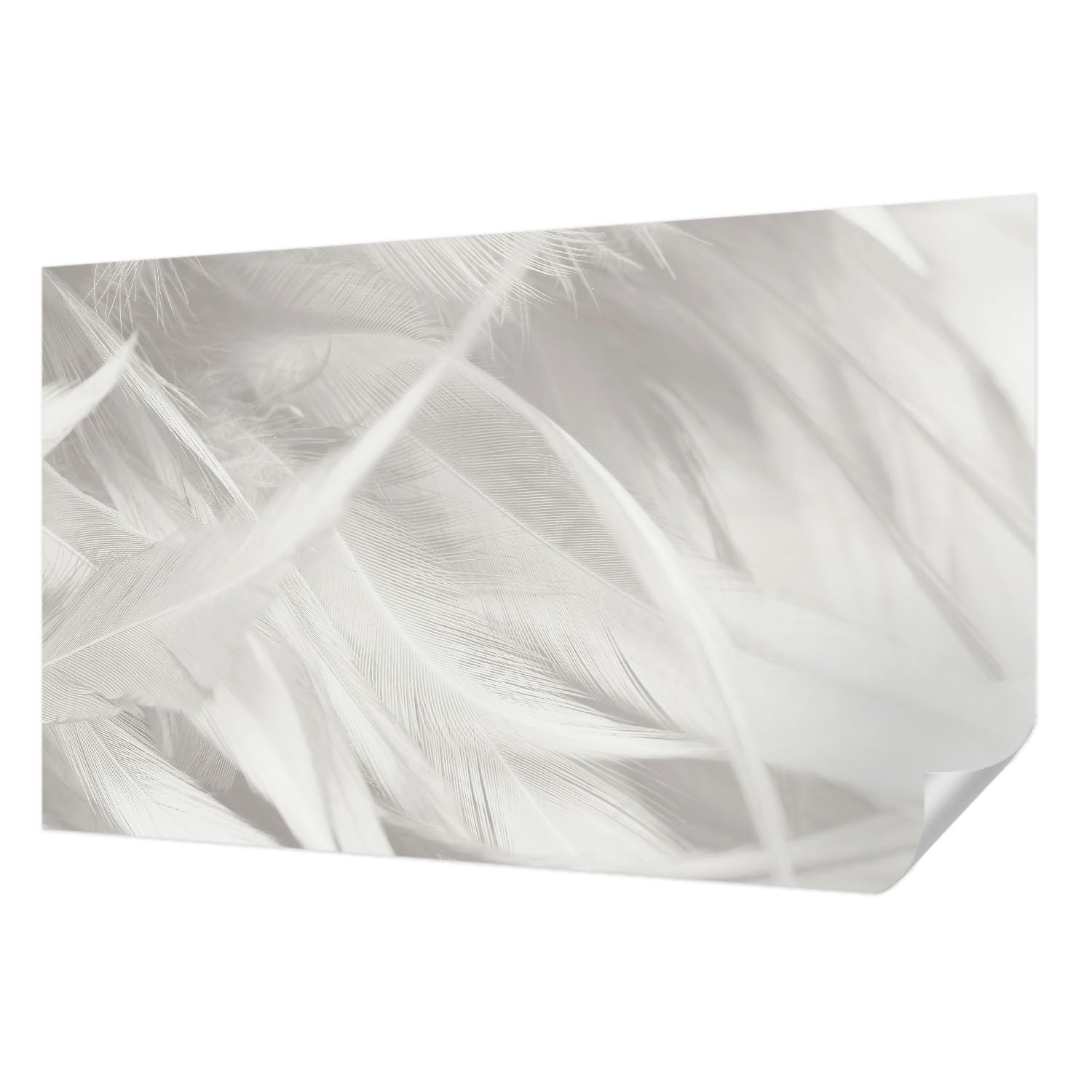 Papier Peint Photo Panoramique Plumes subtiles Haute Qualité Haute Définition