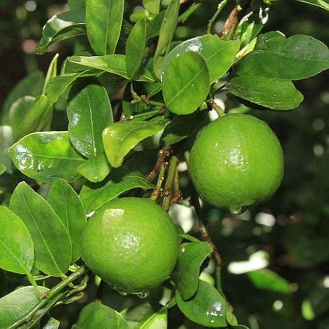 Image of Desi Lemon Fruit Plant Live - Mini Size Baby Plant (1-2 Feet) | Outdoor Citrus Tree for Home Garden | Indian Nimbu Plant | Pack of 1