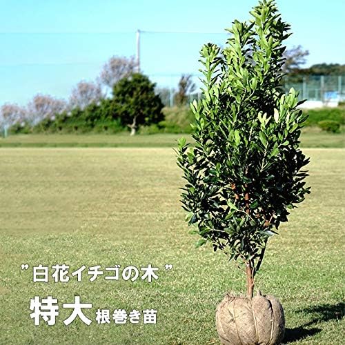 Amazon 白花ヒメイチゴノキ ストロベリーツリー 根巻き特大苗 庭木 常緑樹 西濃運輸お届け 北海道 沖縄 離島不可 植木