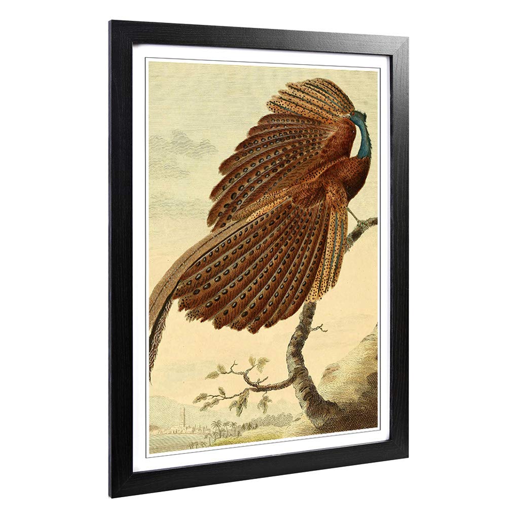 Big Box Art Framed Print of Vintage Charles R Ryley Argus Pheasant Design | Wall Art Picture | Home Decor for Kitchen, Living Room, Bedroom, Hallway, Black, A2 / 24.5x18 Inch / 62x45cm