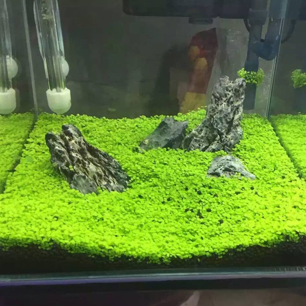 Haloppe 1 bolsa de semillas de plantas de acuario para plantar en el jardín del hogar, pecera, semillas de plantas de acuario, alfombra de hojas verdes acuáticas, decoración de hierba de agua hoja