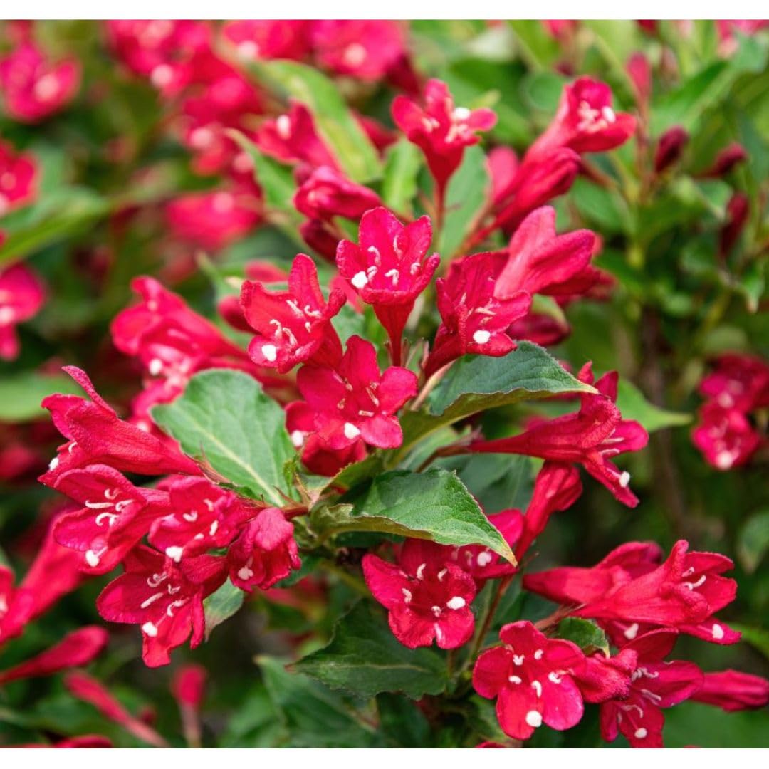 Weigela 'Cherry Love' - Compact Cherry-Red Flowering Shrub, Perfect for Containers & Borders, 1X 3 Litre Pot by Thompson and Morgan