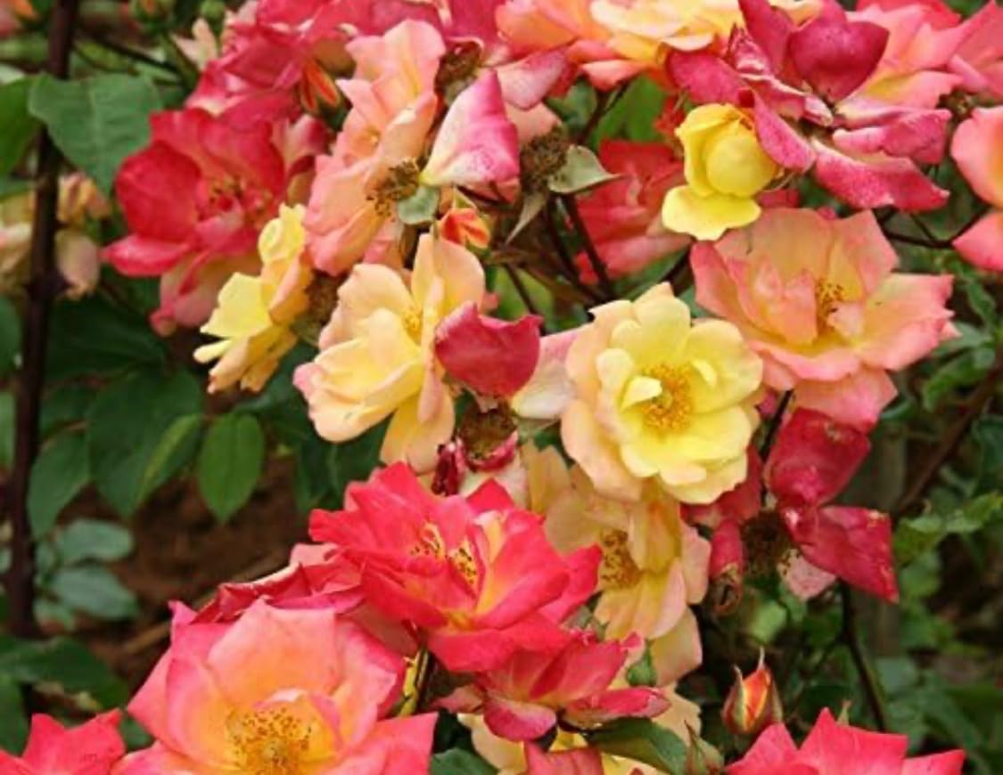 Climbing Rose - Masquerade - Floribunda- Striking Clusters of Semi-Double Yellow Blooms- Bi-Coloured- Repeat Flowering. Vigorous Growth- Fragrant- Rose Plant in A 3 Litre Pot