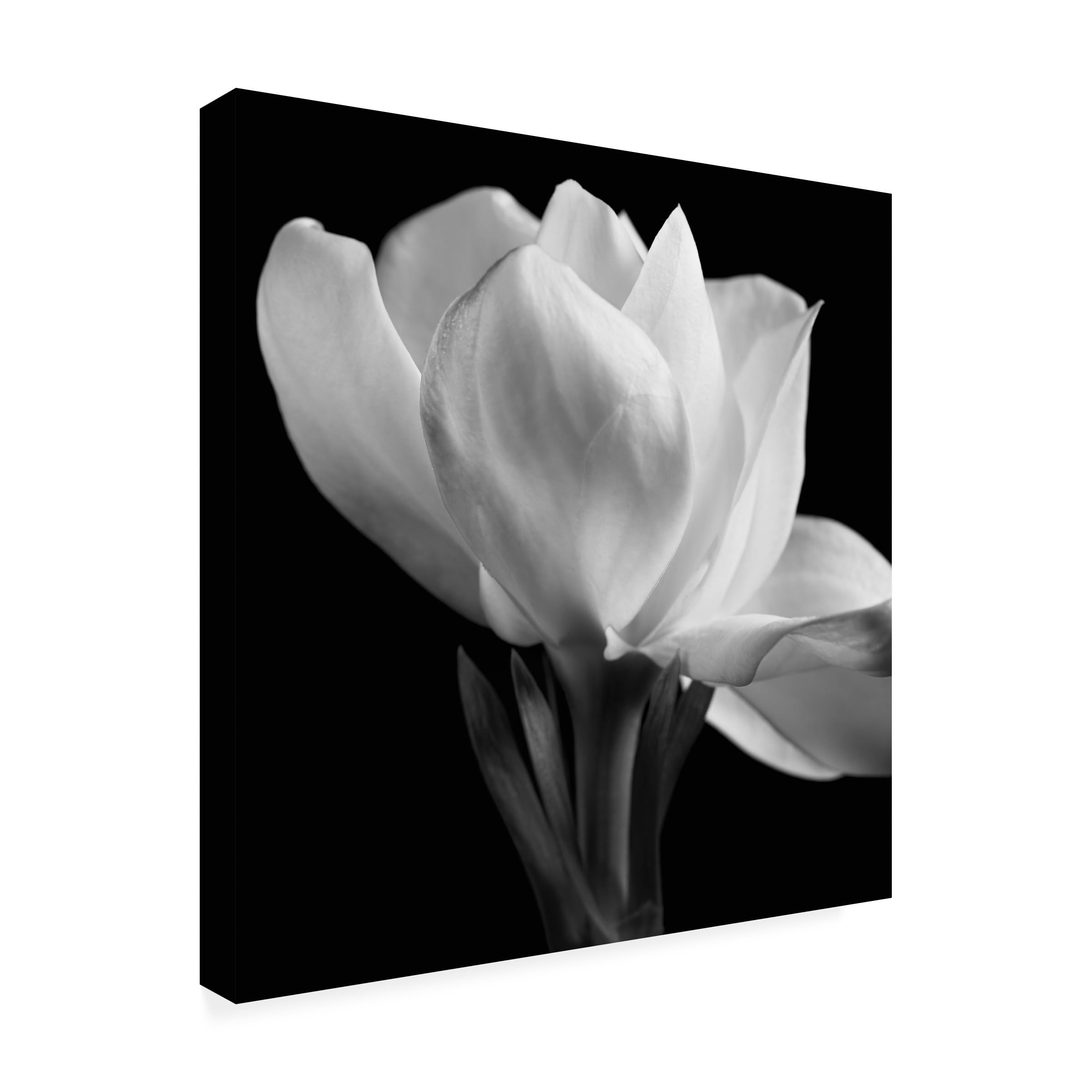 Trademark Fine Art Gardenia Canvas Wall Art by Michael Harrison 24 by 24-Inch