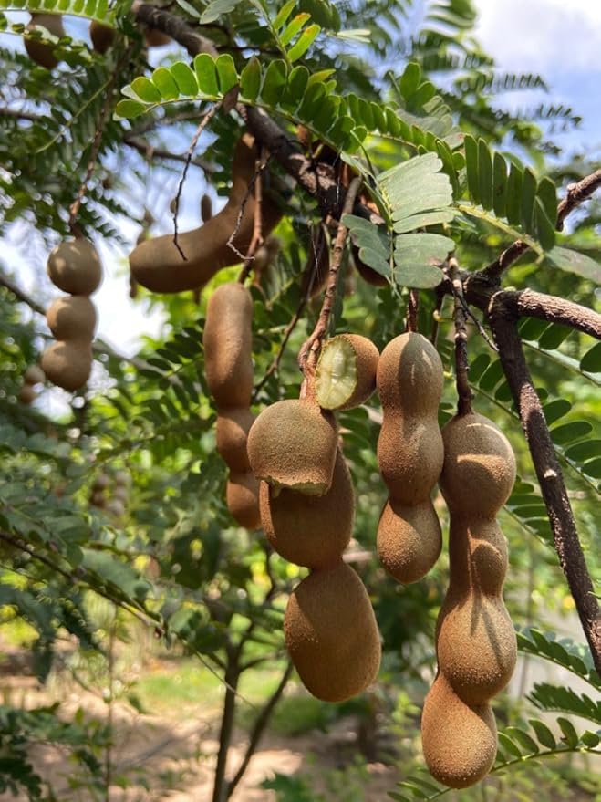 Image of Live Sweet Tamarind /Imli /gunni Hybrid Fruit Plant & Tree ? Outdoor Gardening Pack of 1 ? Healthy Grafted Sapling for Home Garden & Farm ? Fast Growing, High Yield Variety