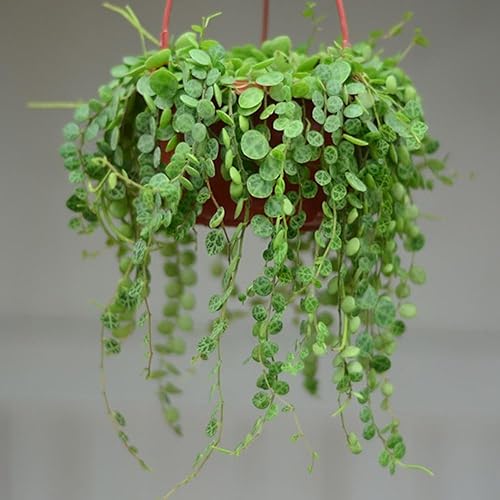 String of Turtles - Planta viva de 3 pulgadas, suculenta arrastrada, planta colgante de cadena de tortugas, plantas de interior vivas completamente