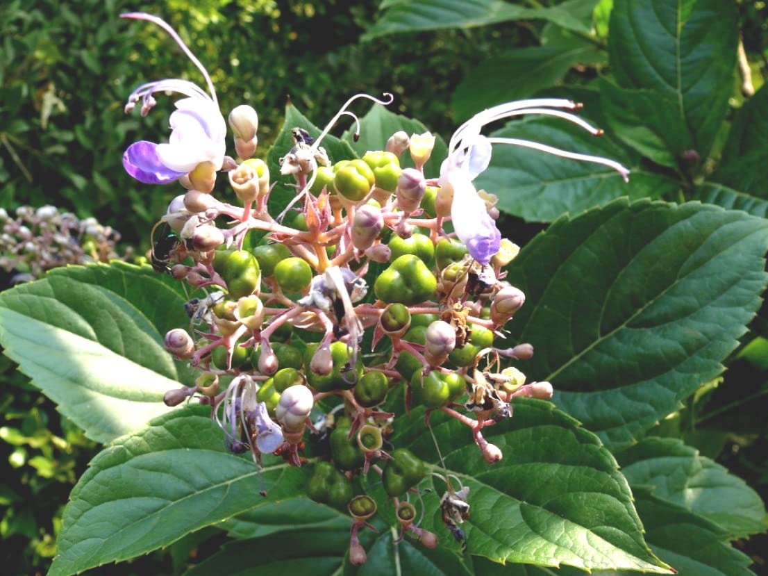 Indiana Clerodendrum serratum Brahmana jhatia Brahma jasti Bharangi Live Plant (B09MSRF6L9) Amazon Price History, Amazon Price Tracker