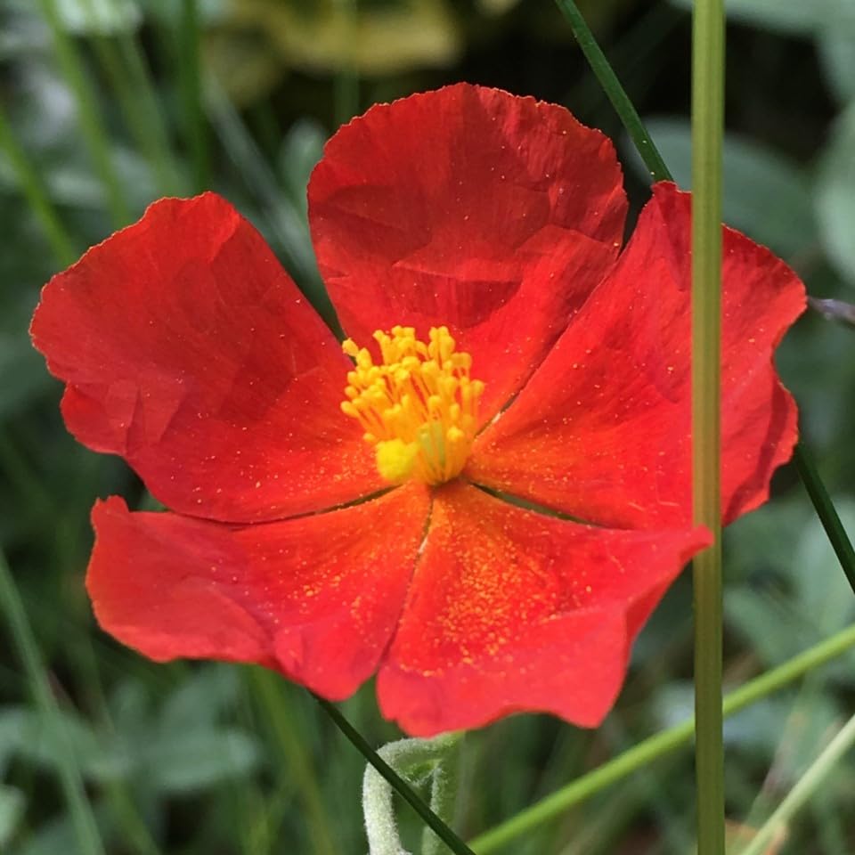 PREMIER SEEDS DIRECT - California Poppy - RED Chief - 2 Grams